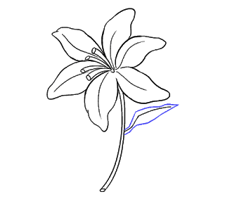 cách vẽ hoa ly, hoa loa kèn bước 16