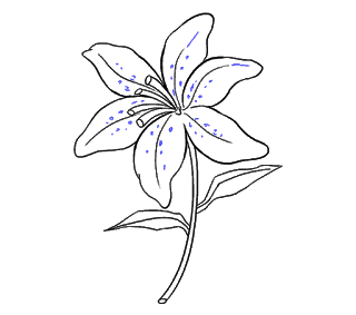 cách vẽ hoa ly, hoa loa kèn bước 19