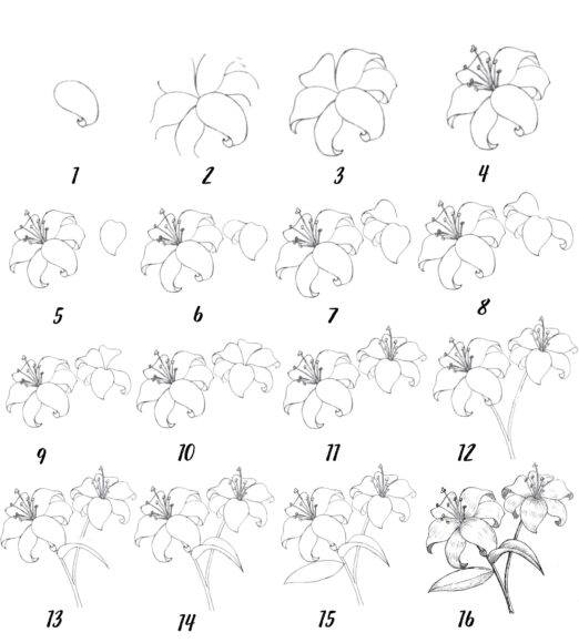 cách vẽ hoa ly, hoa loa kèn chi tiết nhất