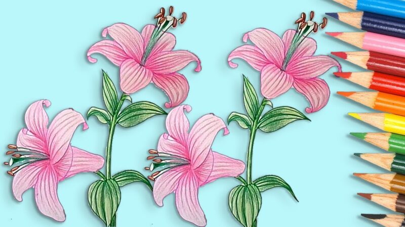 cách vẽ hoa ly, hoa loa kèn đẹp đơn giản