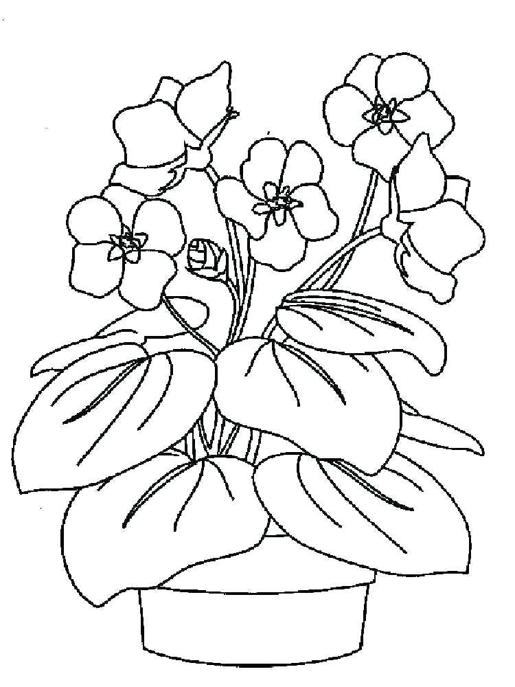 Cách vẽ hoa Violet đơn giản đẹp nhẹ nhàng đầy duyên dáng  THCS Võ Thị Sáu