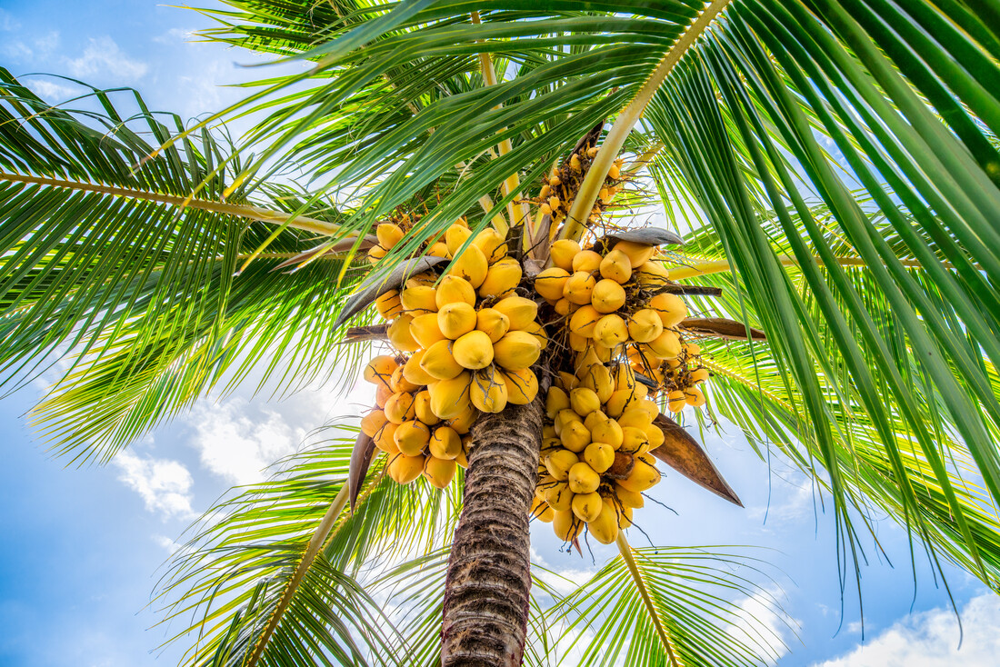 48+ Hình ảnh cây dừa đẹp mộc mạc, giản dị và ý nghĩa