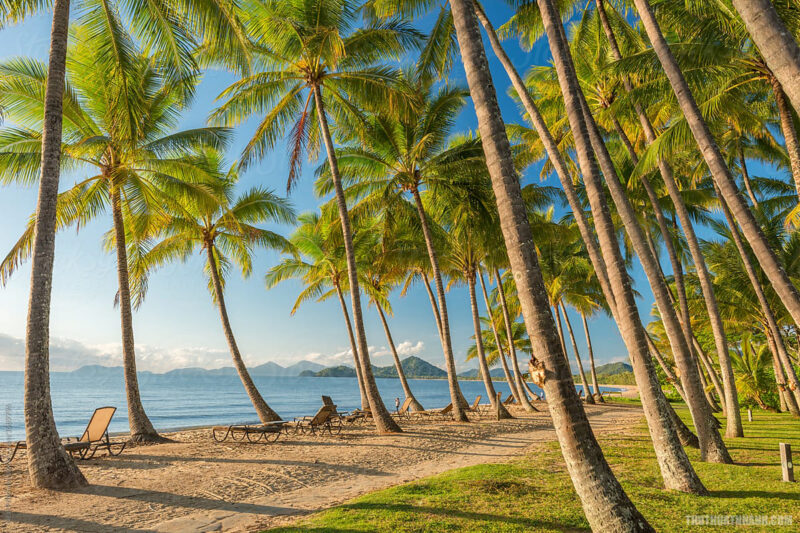 hình ảnh cây dừa ven biển