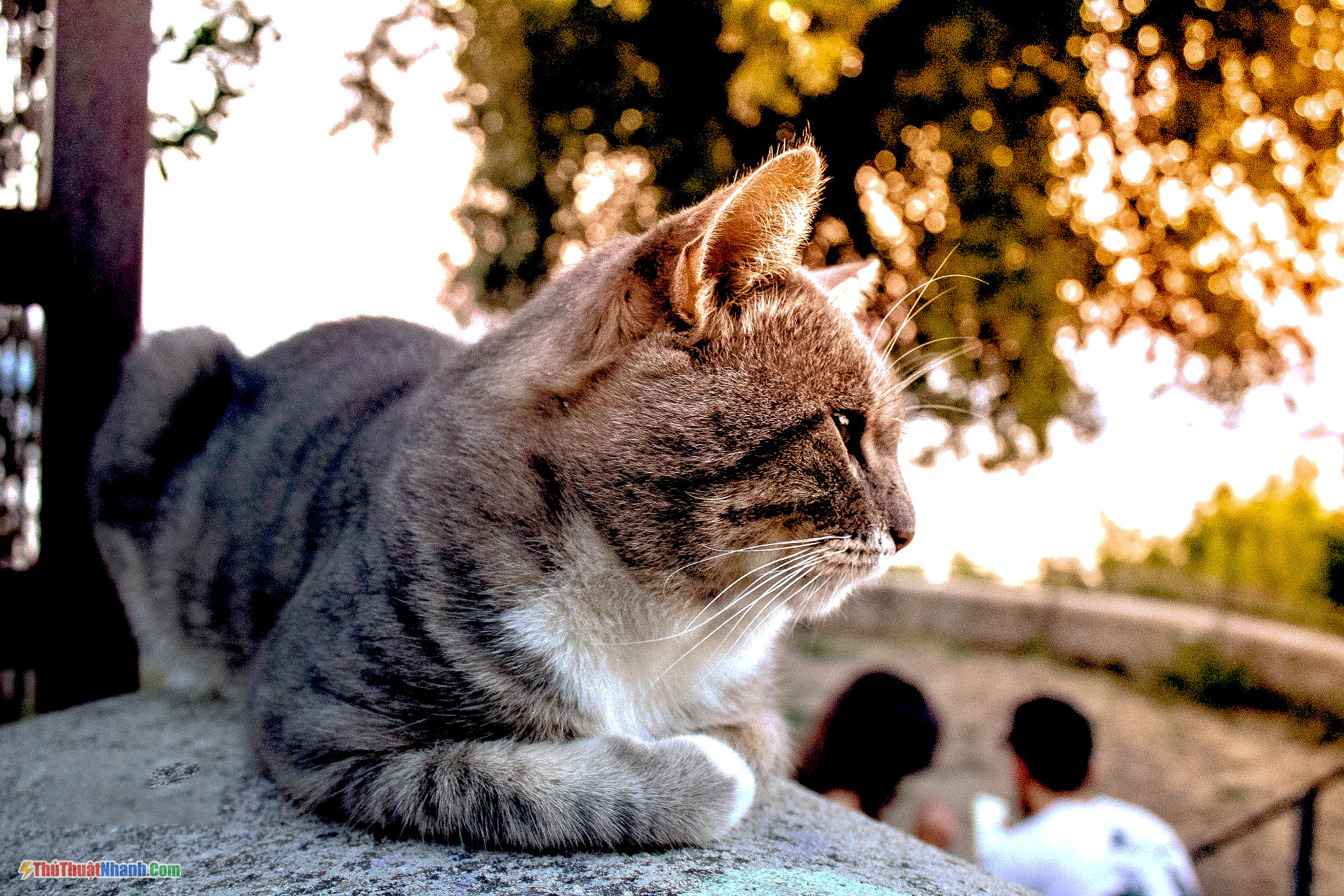 Hình Ảnh Mèo Buồn Cute, Dễ Thương Đáng Yêu Và Đẹp Nhất