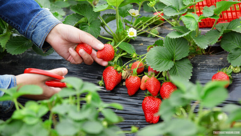 hình ảnh quả dâu tây được thu hái cẩn thận