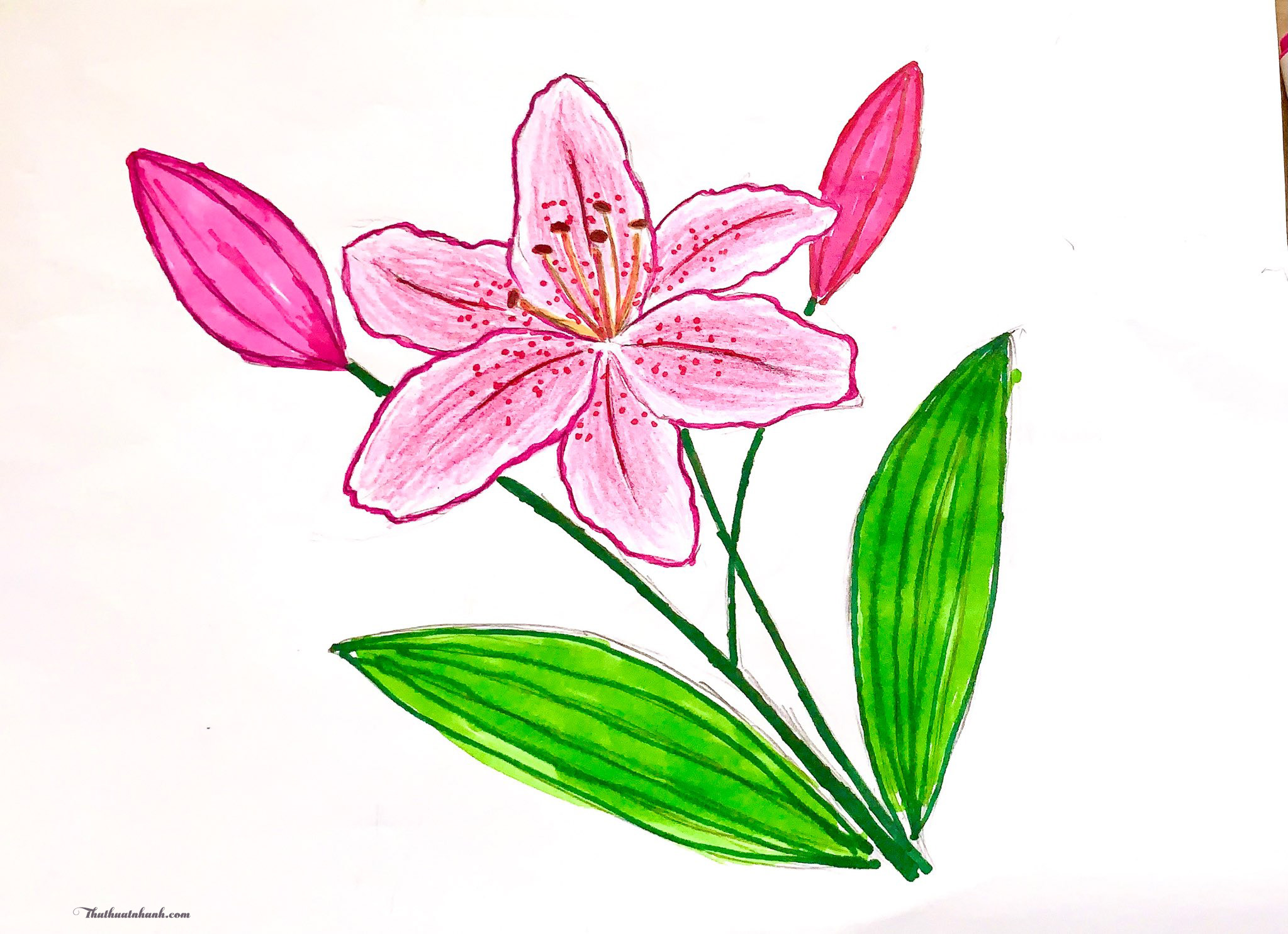 Tổng hợp hơn 317 vẽ các loài hoa đơn giản tuyệt vời nhất  thtantai2eduvn