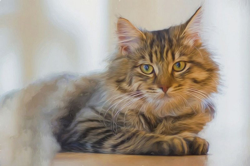 hình vẽ mèo bằng sơn dầu