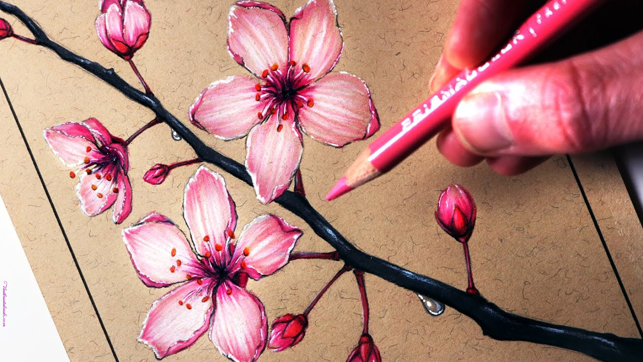 Bức tranh màu nước hoa anh Đào hình Ảnh minh Họa Vẽ  hoa anh đào png tải  về  Miễn phí trong suốt Màu Hồng png Tải về
