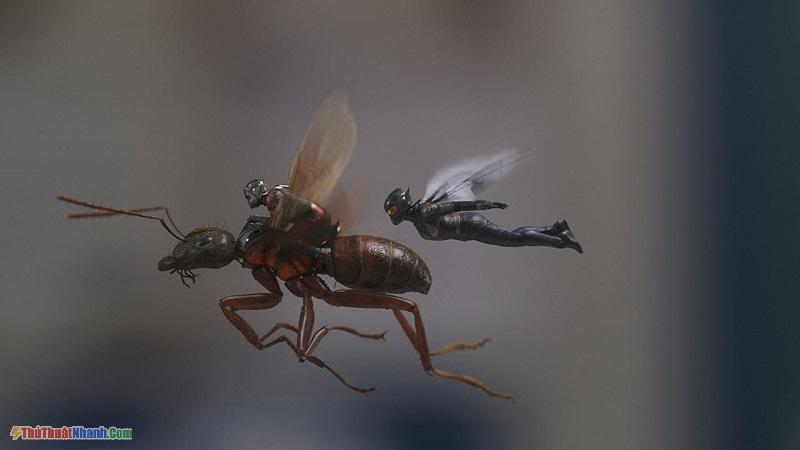 Ant man and The Wasp - Người kiến và chiến binh ong