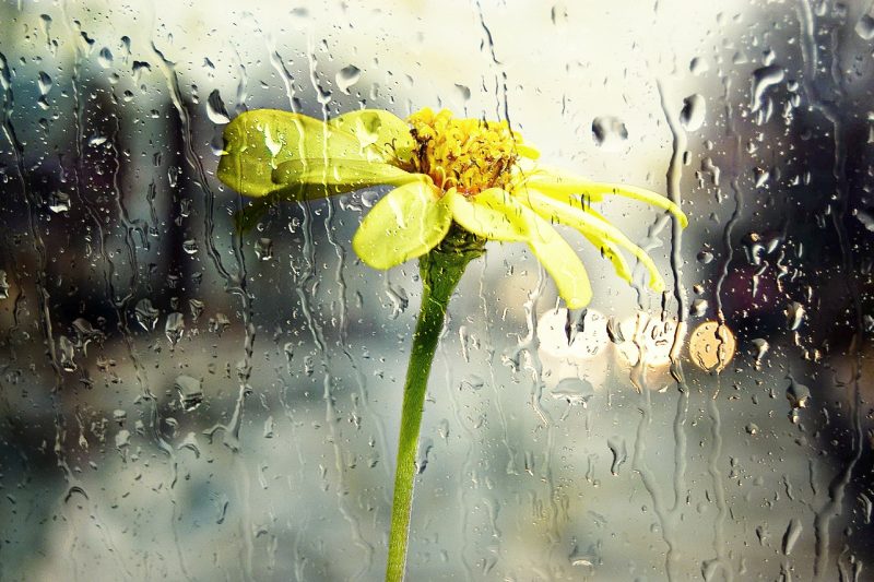Background mưa và hoa