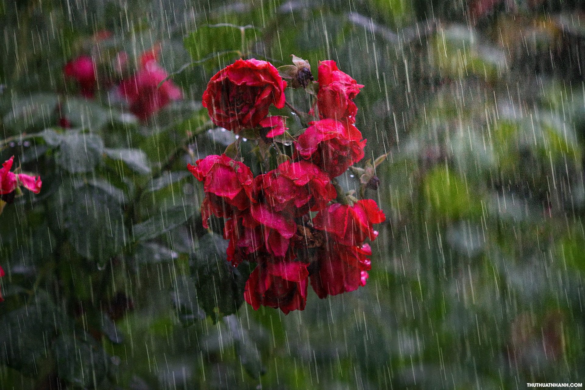  Hình ảnh mưa đẹp buồn rơi lãng mạn ấn tượng nhất photographereduvn
