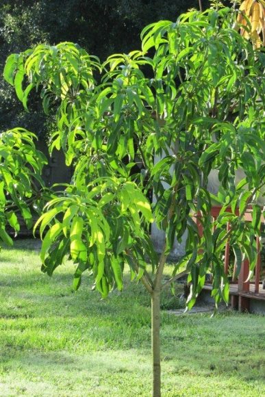 Hình ảnh cây Xoài