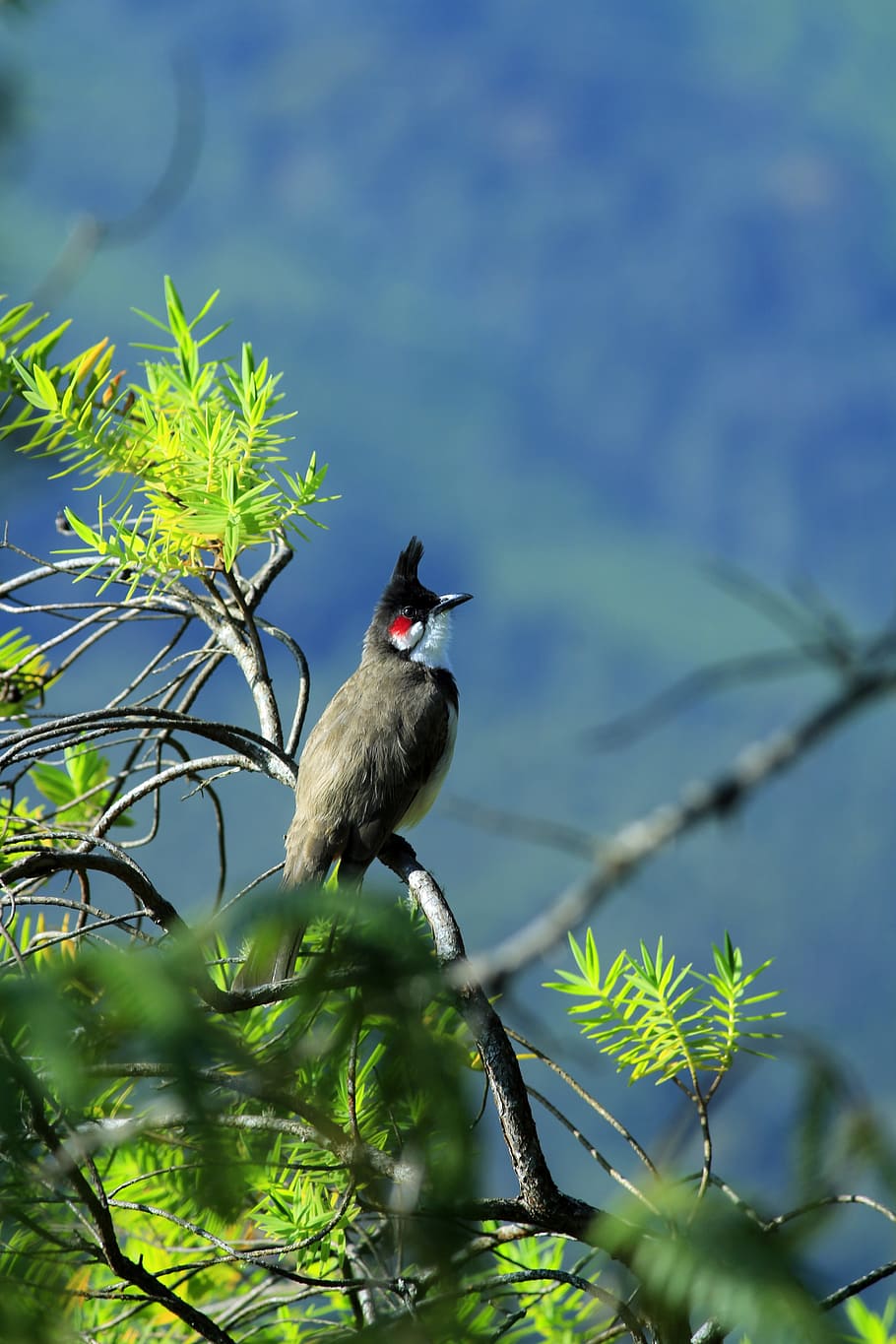 Chao mao bird  Động vật Chim đẹp Hình ảnh