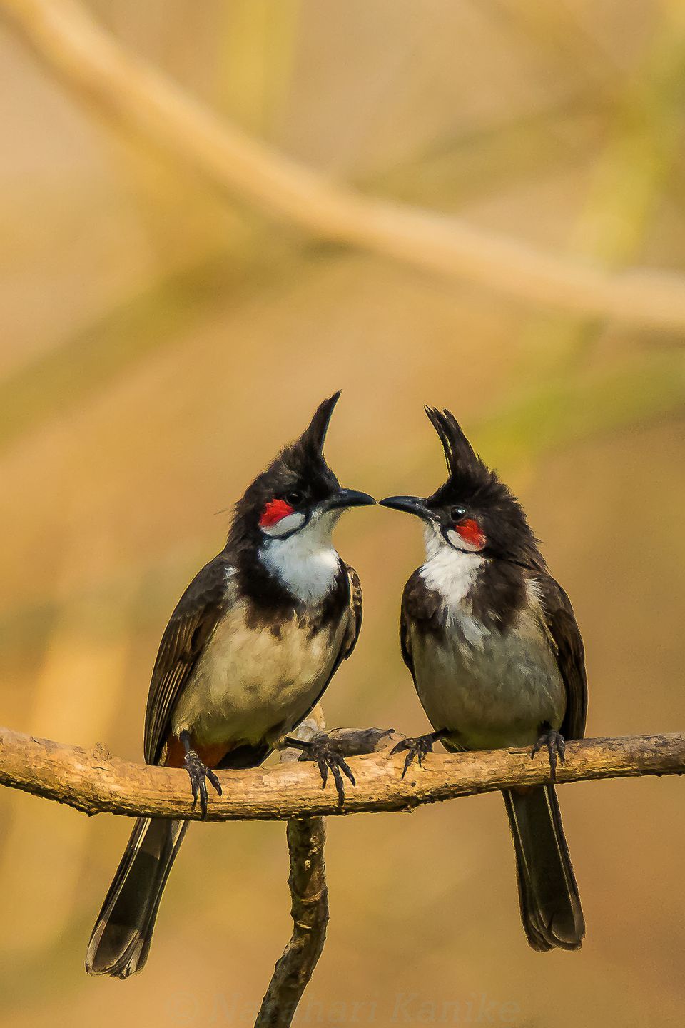 Hình ảnh chim Chào Mào đẹp, sinh động và ấn tượng nhất