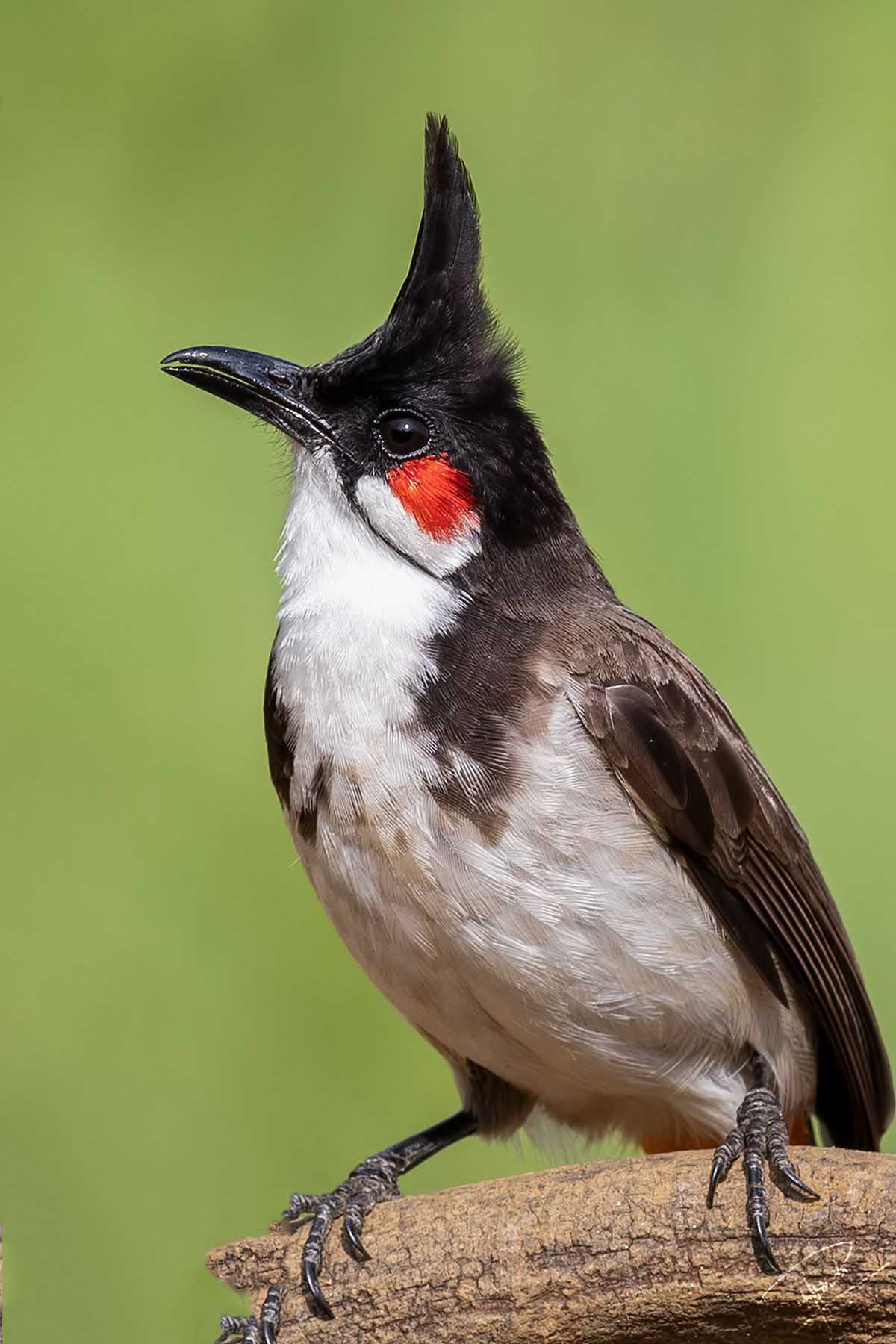 Hình ảnh những loài chim đẹp nhất thế giới VNTOWORLD