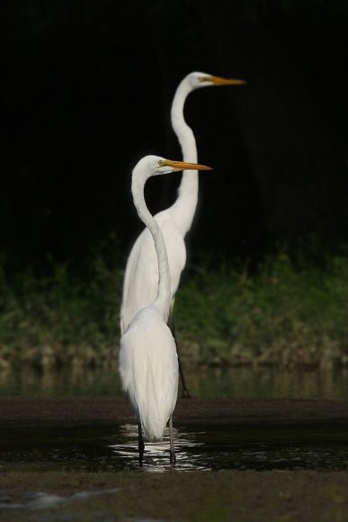 Hình ảnh con Cò dành cho điện thoại