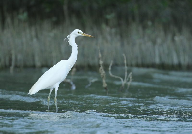 Hình ảnh con Cò lặn lội dưới nước