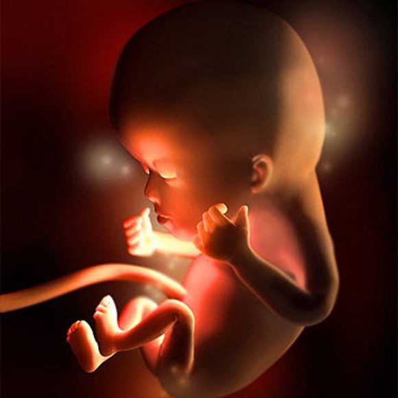 Hình ảnh em bé trong bụng mẹ 12 tuần