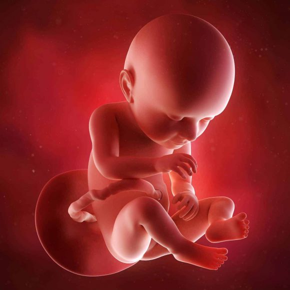 Hình ảnh em bé trong bụng mẹ 37 tuần