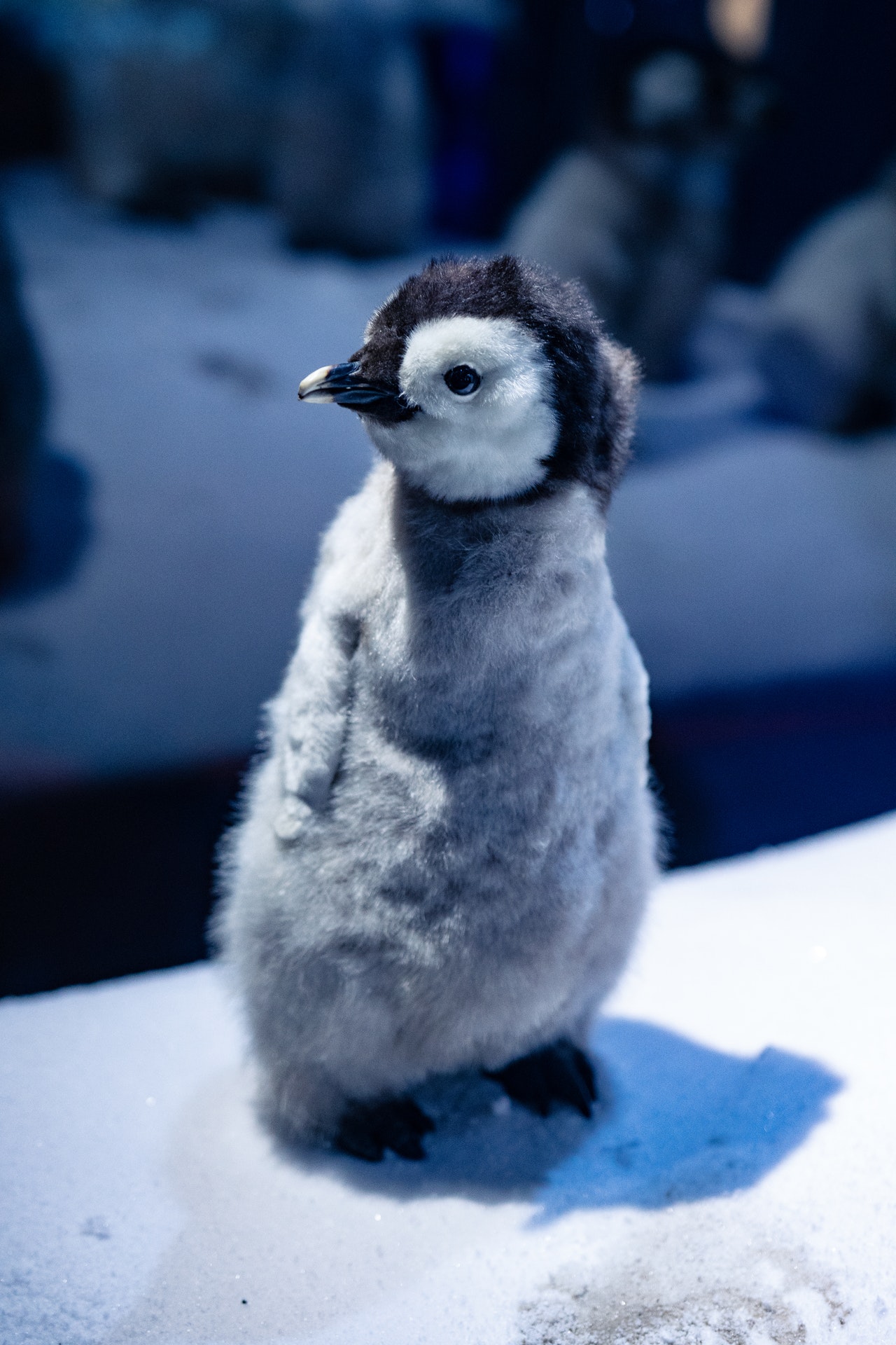 Hình ảnh chim cánh cụt chibi cute đáng yêu dễ thương đẹp nhất