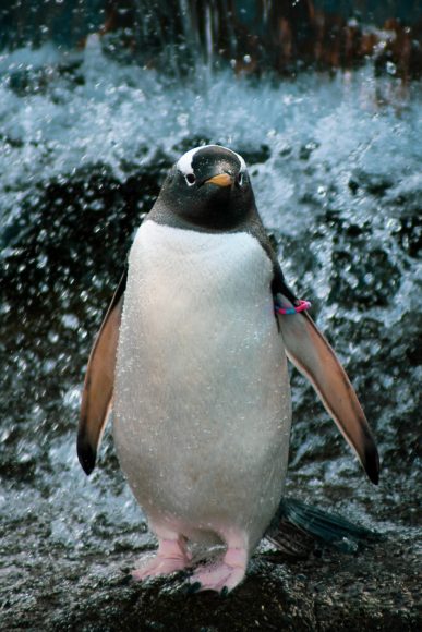 Hình ảnh, hình nền chim cánh cụt tắm