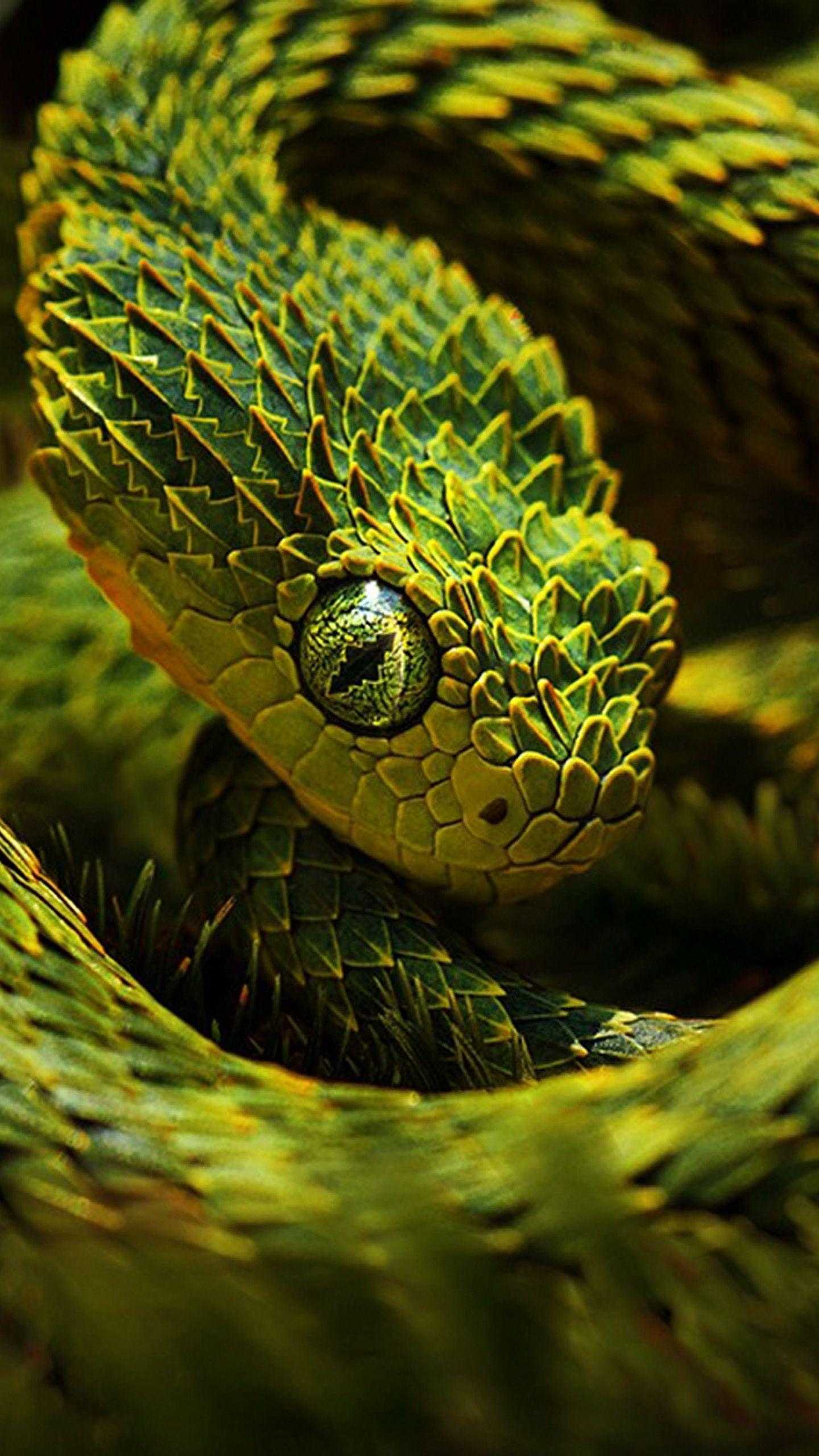 Con rắn đã từ lâu được xem là biểu tượng cho sức mạnh và sự quyết đoán. Với hình nền con rắn này, bạn sẽ cảm thấy tràn đầy năng lượng và tự tin hơn trong công việc cũng như cuộc sống. Hãy để hình ảnh này tỏa sáng trên màn hình của bạn và là nguồn cảm hứng mới mỗi ngày!