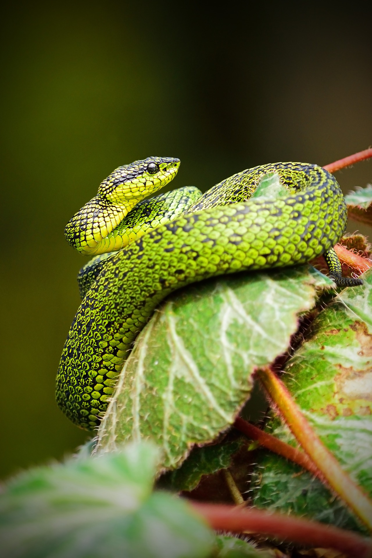Khám phá hơn 100 hình nền điện thoại con rắn đẹp mới nhất  POPPY