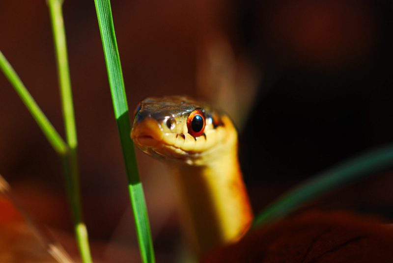 Hình ảnh, hình nền con rắn trong bụi cỏ