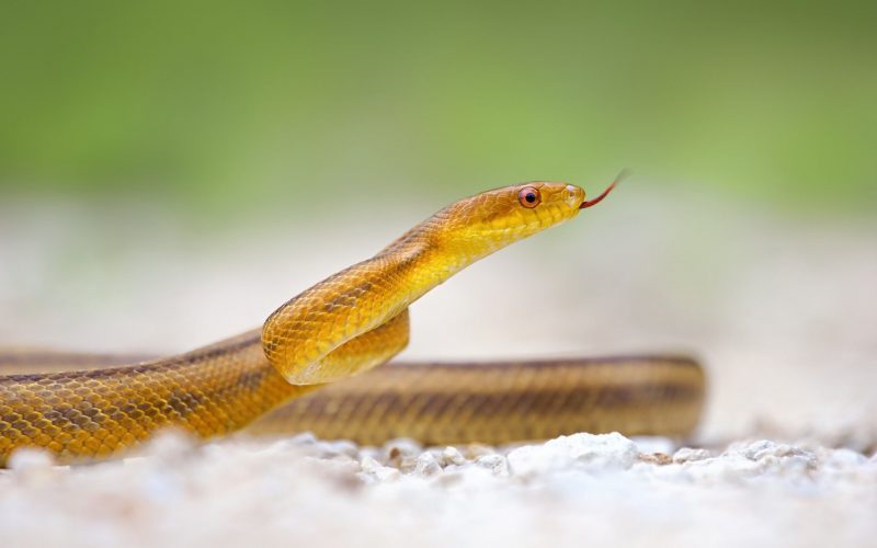 Hình ảnh, hình nền con rắn vàng