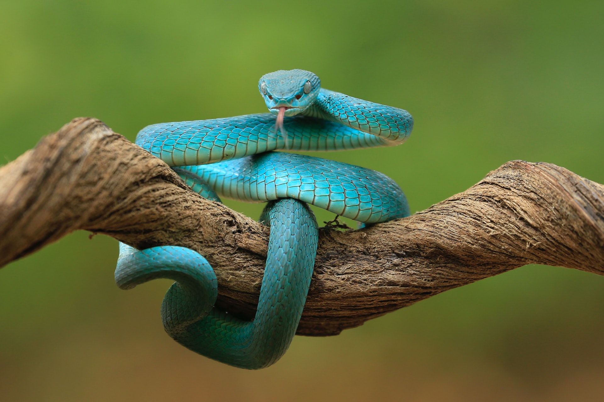 99 coolste niedliche 3D-Schlangen-Hintergründe für Computertelefone