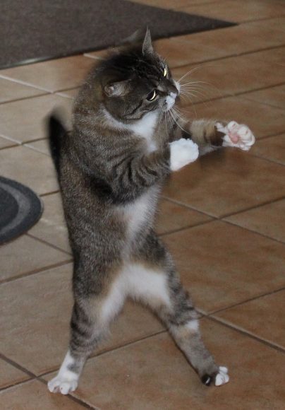 Hình ảnh mèo bựa buồn cười đứng bằng hai chân