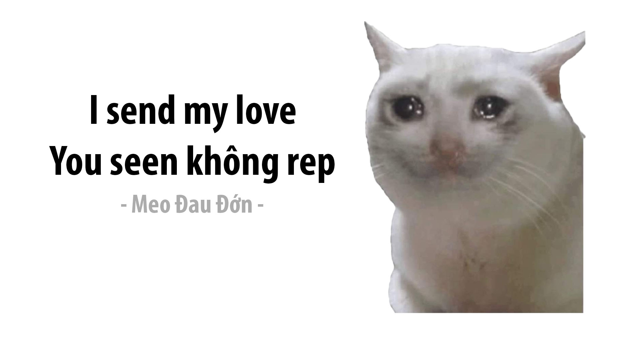 Khám Phá Nhiều Hơn 99 Hình Nền Máy Tính Mèo Meme Hay Nhất - Thdonghoadian