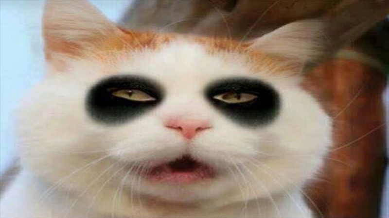 Hình ảnh mèo bựa buồn cười với mắt thâm