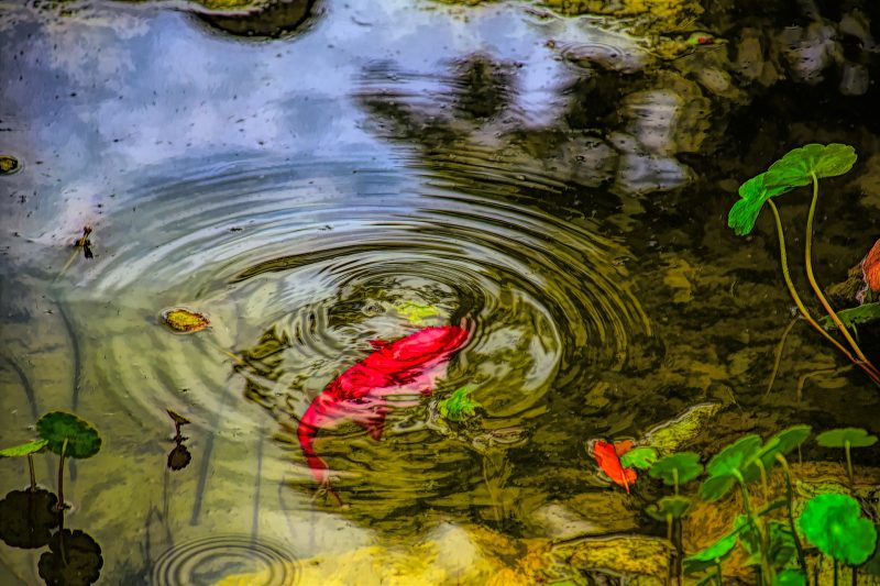 Hình nền cá chép đỏ trong hồ