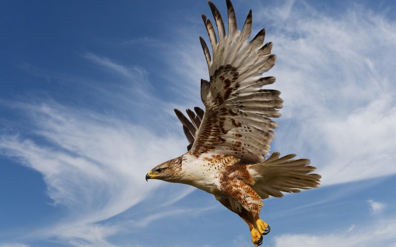 Hình nền đại bàng dũng mãnh