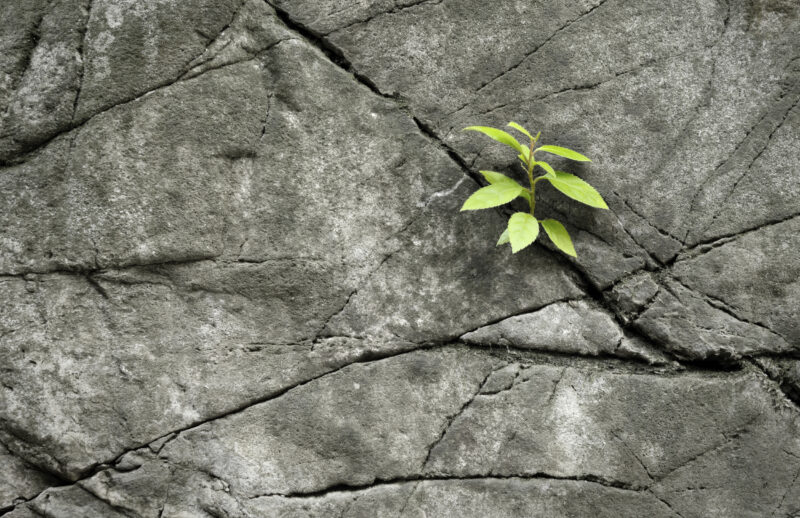 Background cây xanh mới, lạ