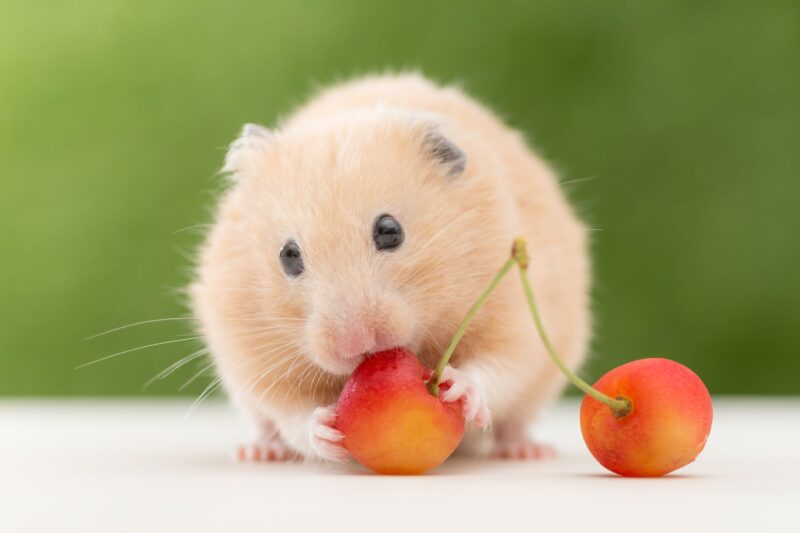 Hình ảnh chuột Hamster ăn trái cây
