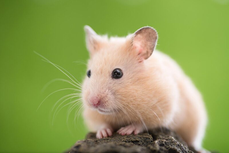 Hình ảnh chuột Hamster đáng yêu