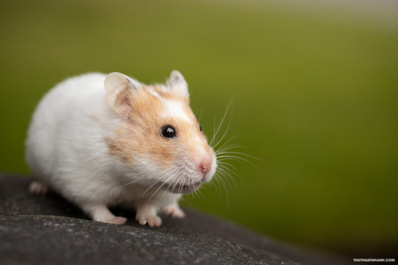 Hình ảnh chuột Hamster đáng yêu, cute và ngộ nghĩnh nhất