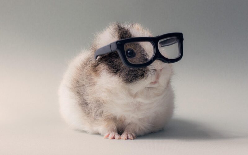 Hình ảnh chuột Hamster đeo kính