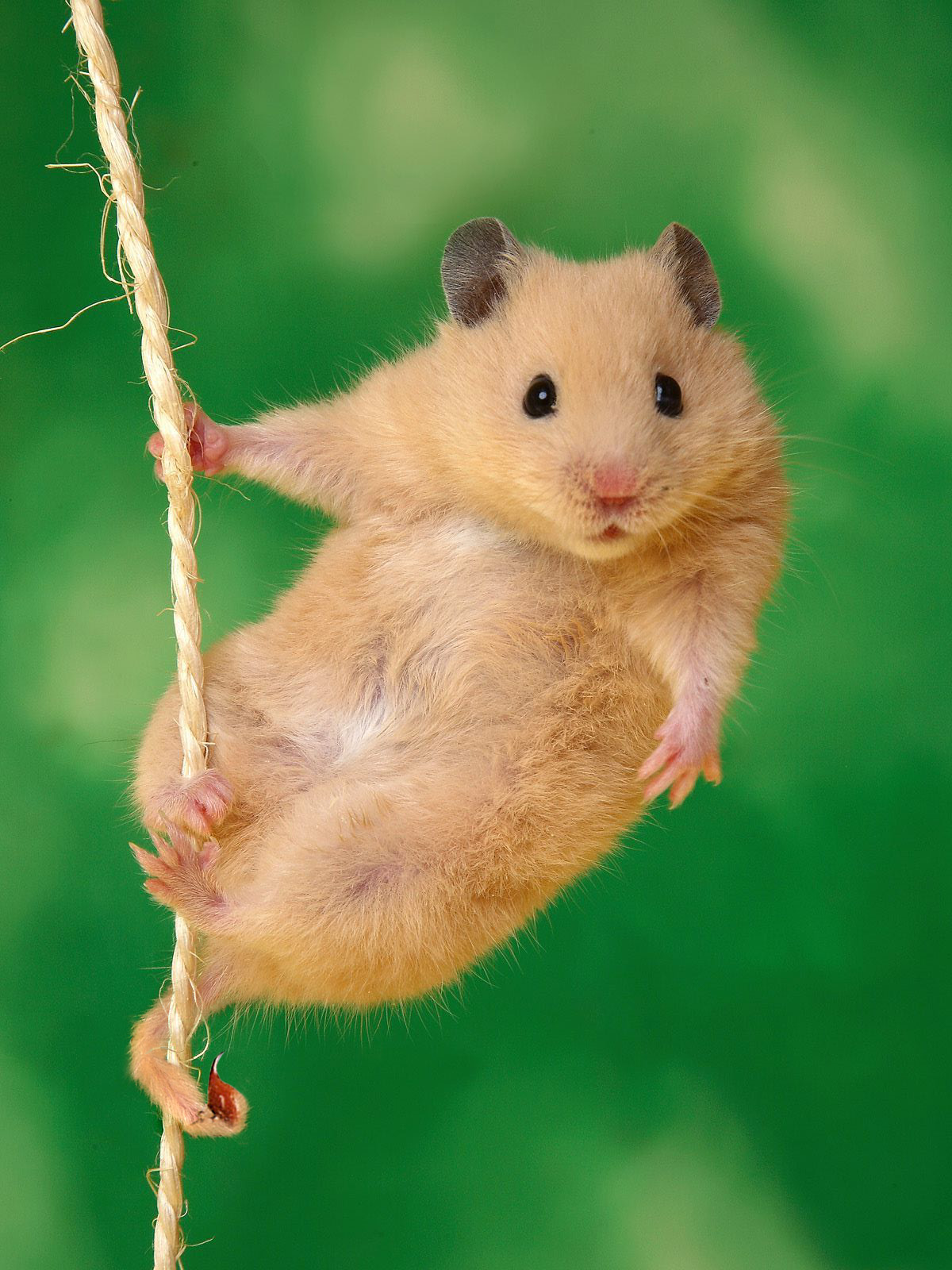 Các giống chuột hamster và những hình ảnh về chuột hamster đẹp nhất thế giới