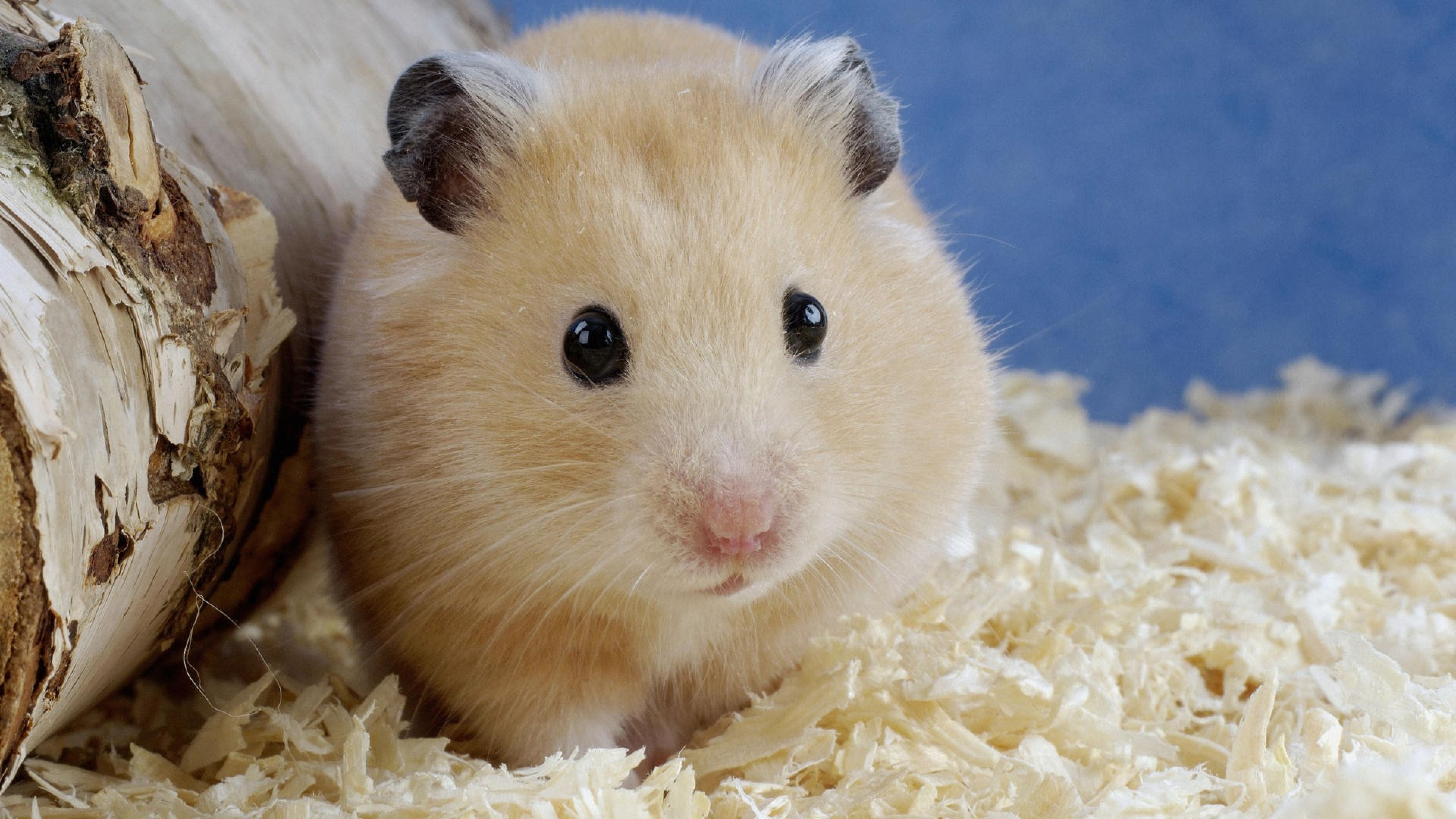 Bộ ảnh 23 chú chuột Hamster cute nhất thế giới  Chuột  Yêu Thú Cưng