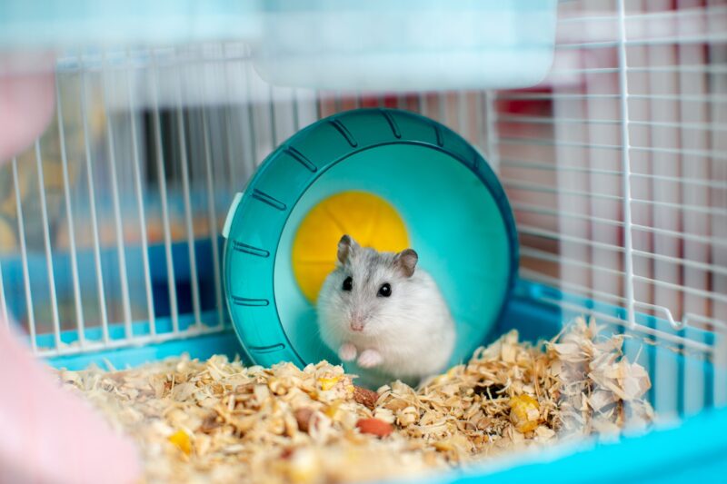 Hình ảnh chuột Hamster trong chuồng