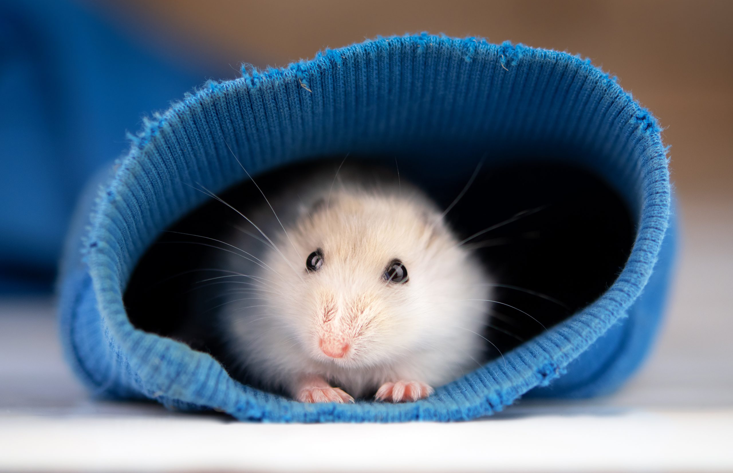 Mô hình chuột hamster hoạt hình mini dễ thương trang trí nhà búp bêsân vườn