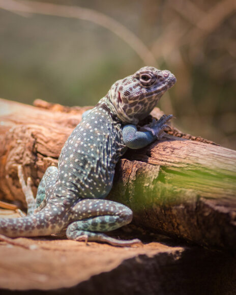 Hình ảnh con Thằn Lằn ấn tượng