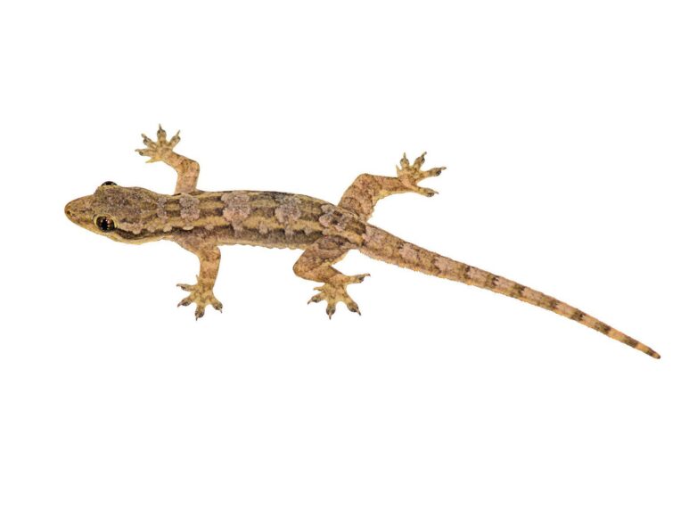 Hình ảnh con Thằn Lằn đẹp