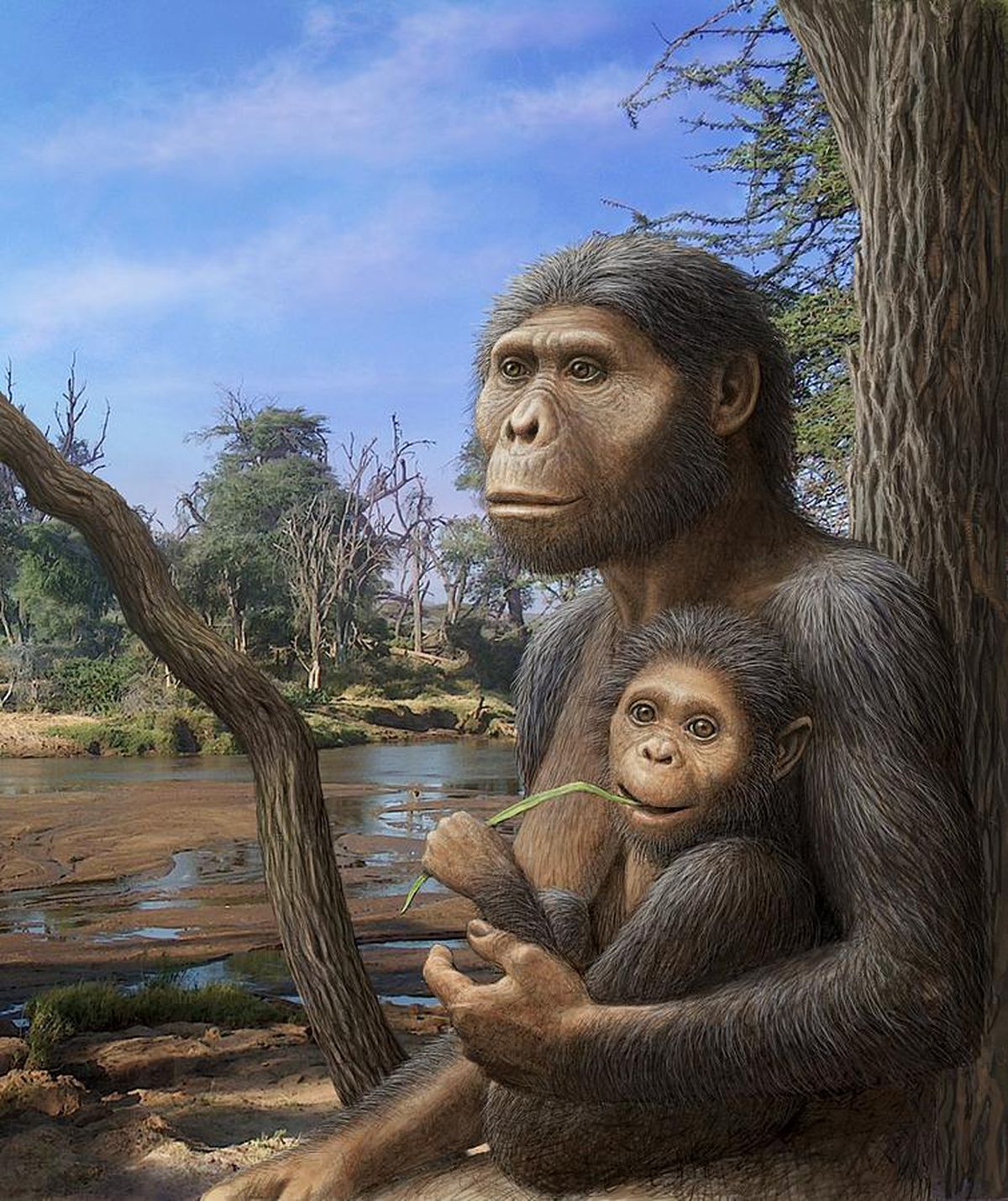 Предки людей жили на земле. Австралопитек афарский. Australopithecus Afarensis (австралопитек афарский). Австралопитеки гоминид. Австралопитек Эфиопский.