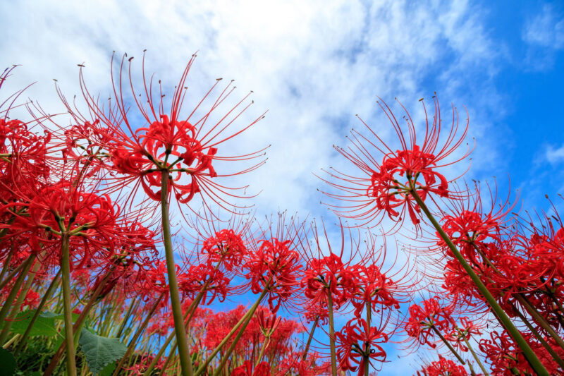 Hình nền hoa Bỉ Ngạn