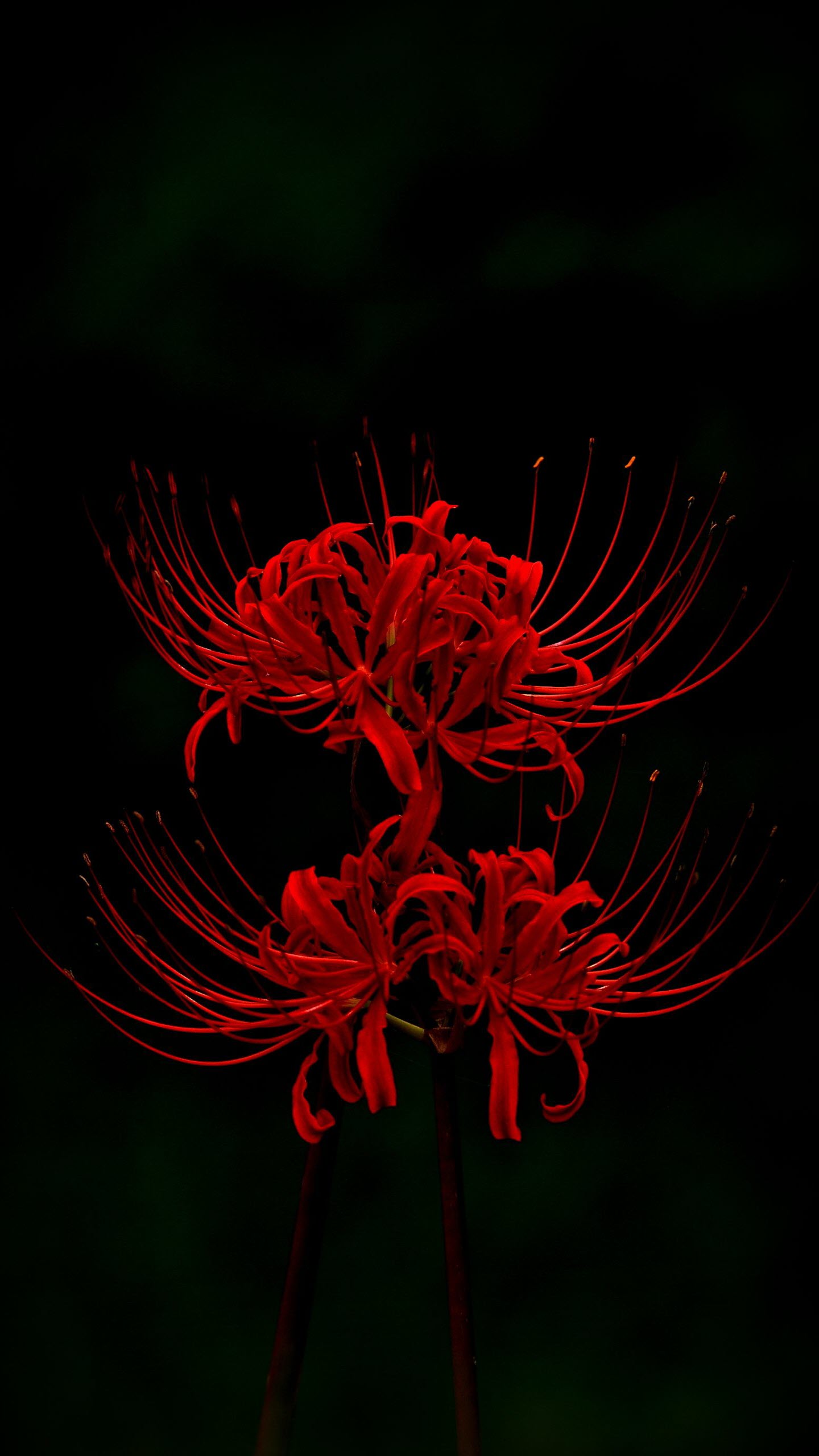 Hình nền hoa bỉ ngạn 3D tuyệt đẹp