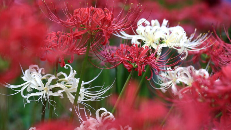 Hình nền hoa Bỉ Ngạn trắng, đỏ đẹp cho máy tính